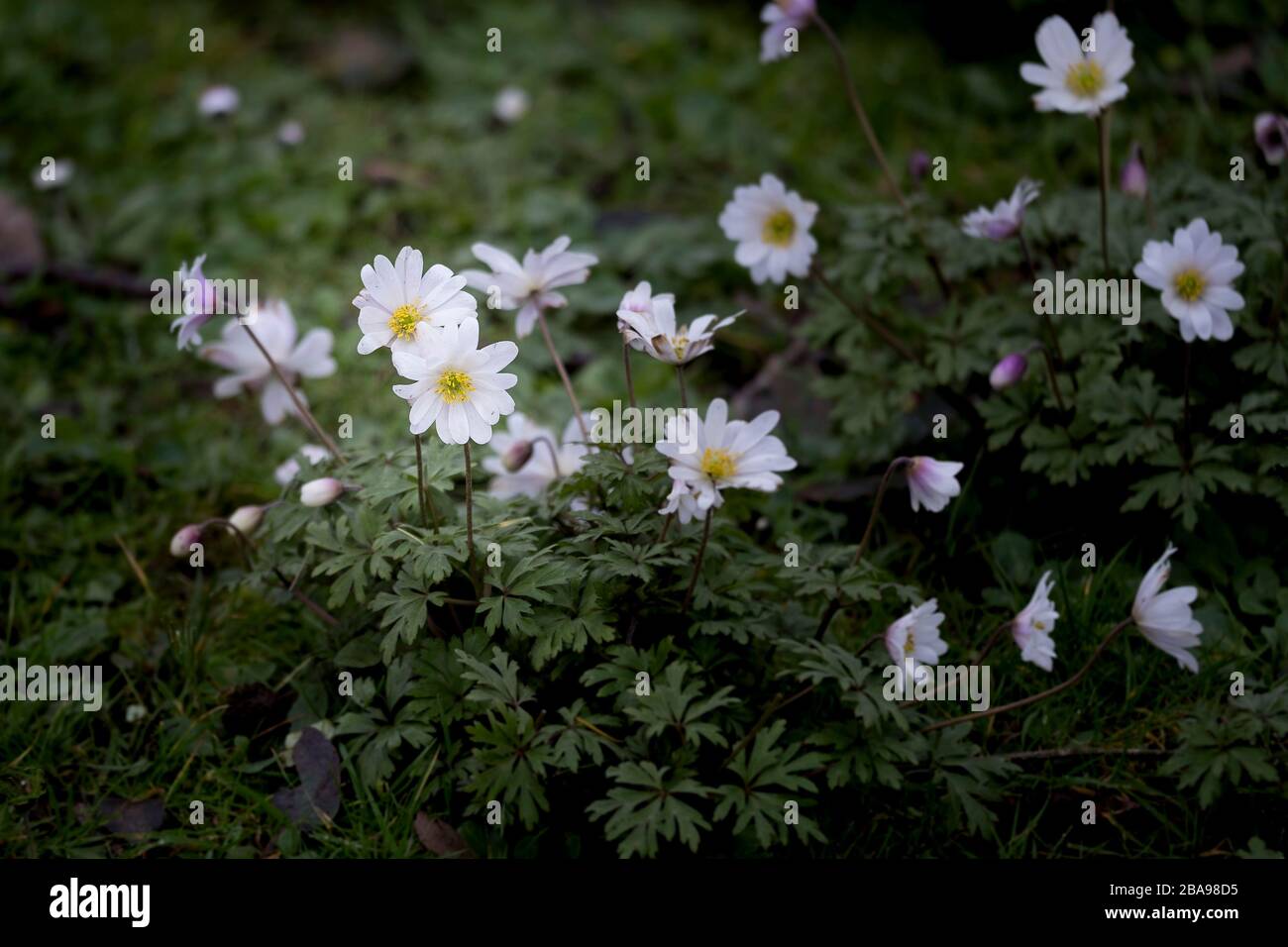 Empfindliches Holz Anenomes Anemone nemorosa wächst in einem alten Wald in Cornwall. Stockfoto