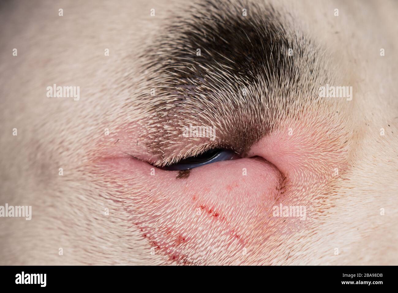 Ectropion Stockfotos Und Bilder Kaufen Alamy