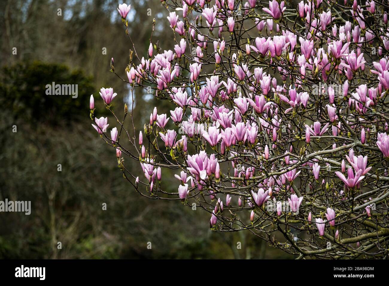 Eine schöne, reife Magnolia Tree Magnolia x Soulangeana in voller Blüte in den Trenance Gardens in Newquay in Cornwall. Stockfoto