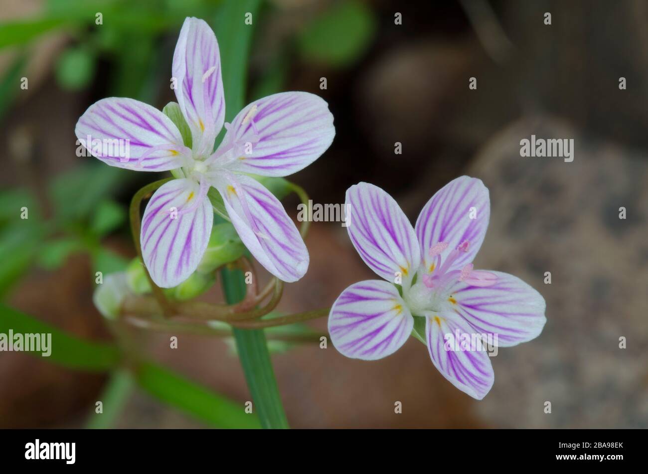 Frühlings-Schönheit, Claytonia virginica, blüht Stockfoto