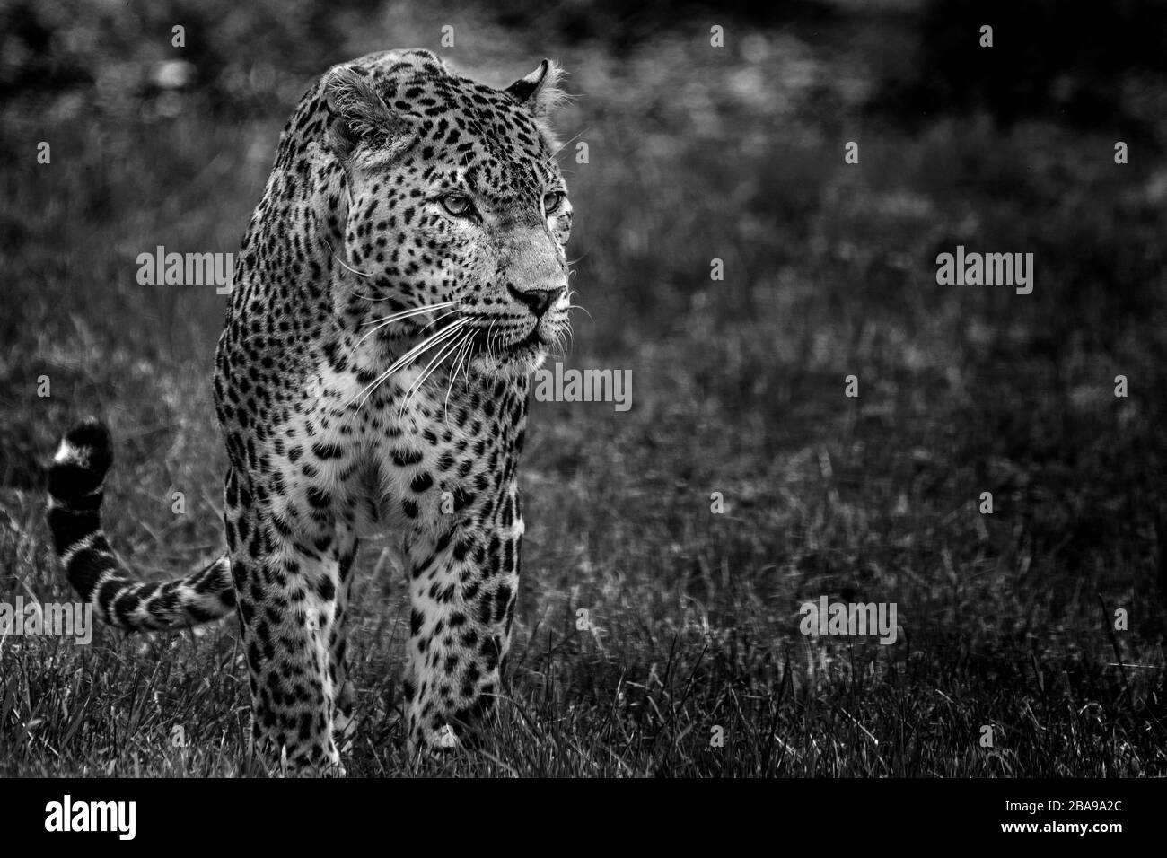 Schwarz-Weiß-Bild eines Leopardenwanderens Stockfoto