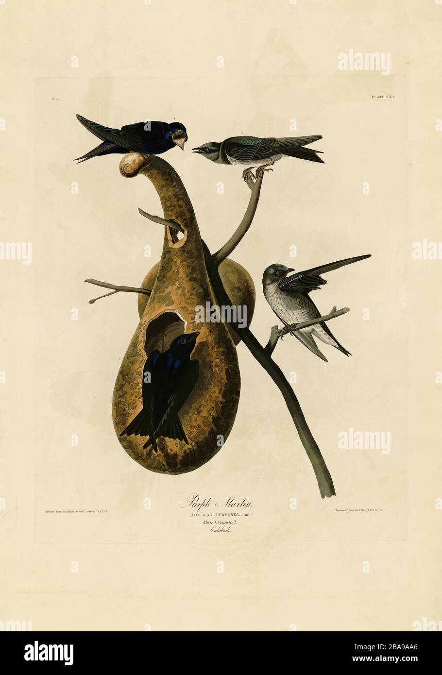 Platte 22 Purple Martin von The Birds of America Folio (187-184) von John James Audubon - sehr hohe Auflösung und Qualität bearbeitetes Bild Stockfoto