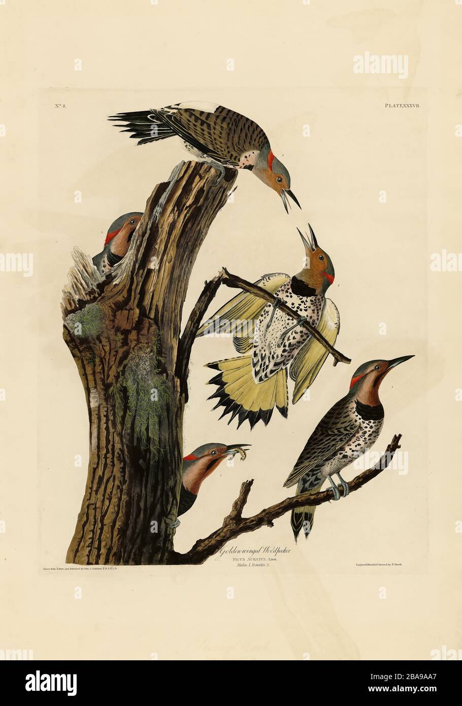 Platte 37 Goldgeflügelter Holzfäller (Northern Flicker) The Birds of America (187-184) von John James Audubon, sehr hochauflösendes, qualitativ hochwertiges Bild Stockfoto