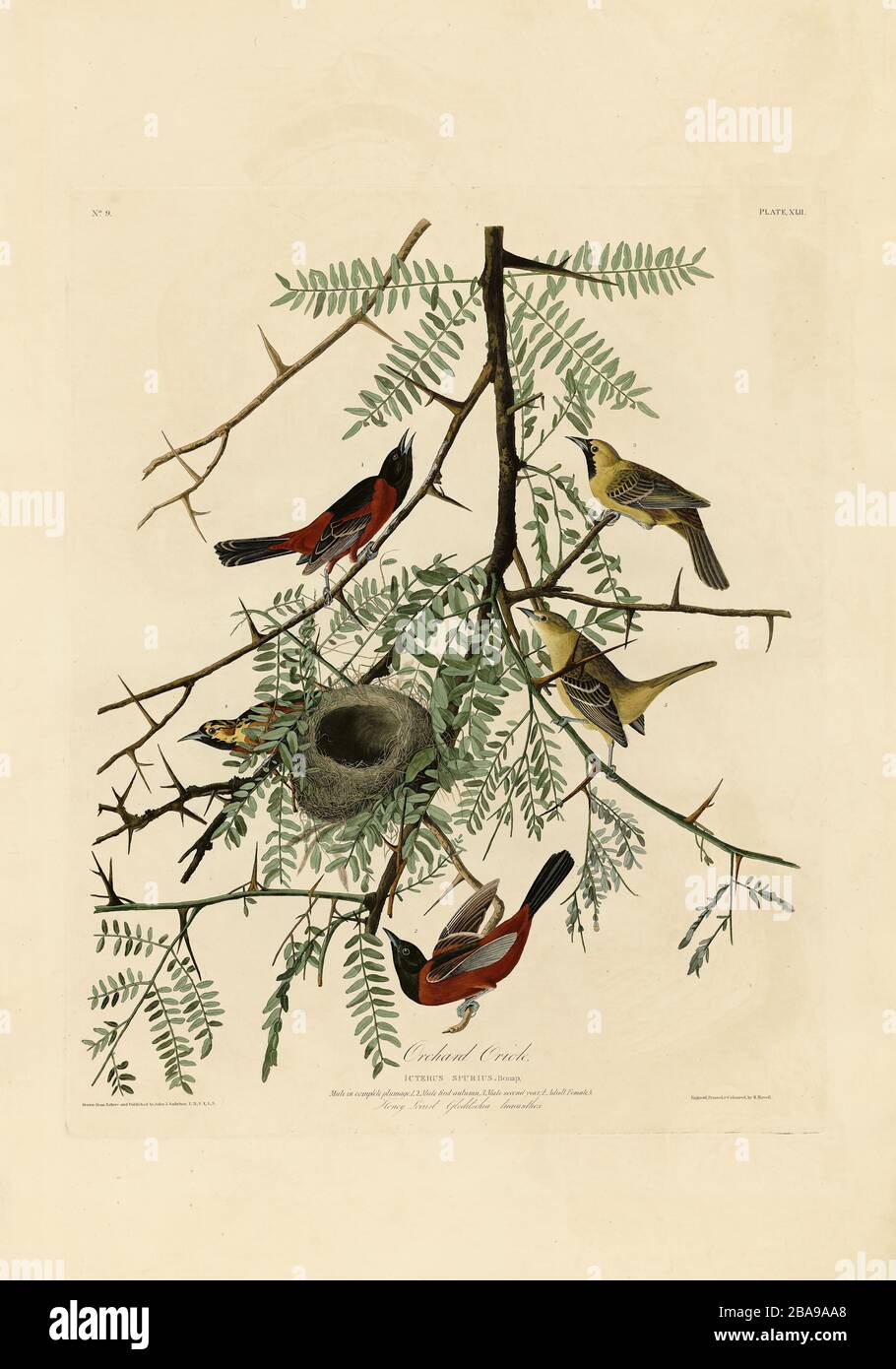 Platte 42 Orchard Oriole von The Birds of America Folio (187-184) von John James Audubon - sehr hochauflösendes und qualitativ hochwertiges bearbeitetes Bild Stockfoto