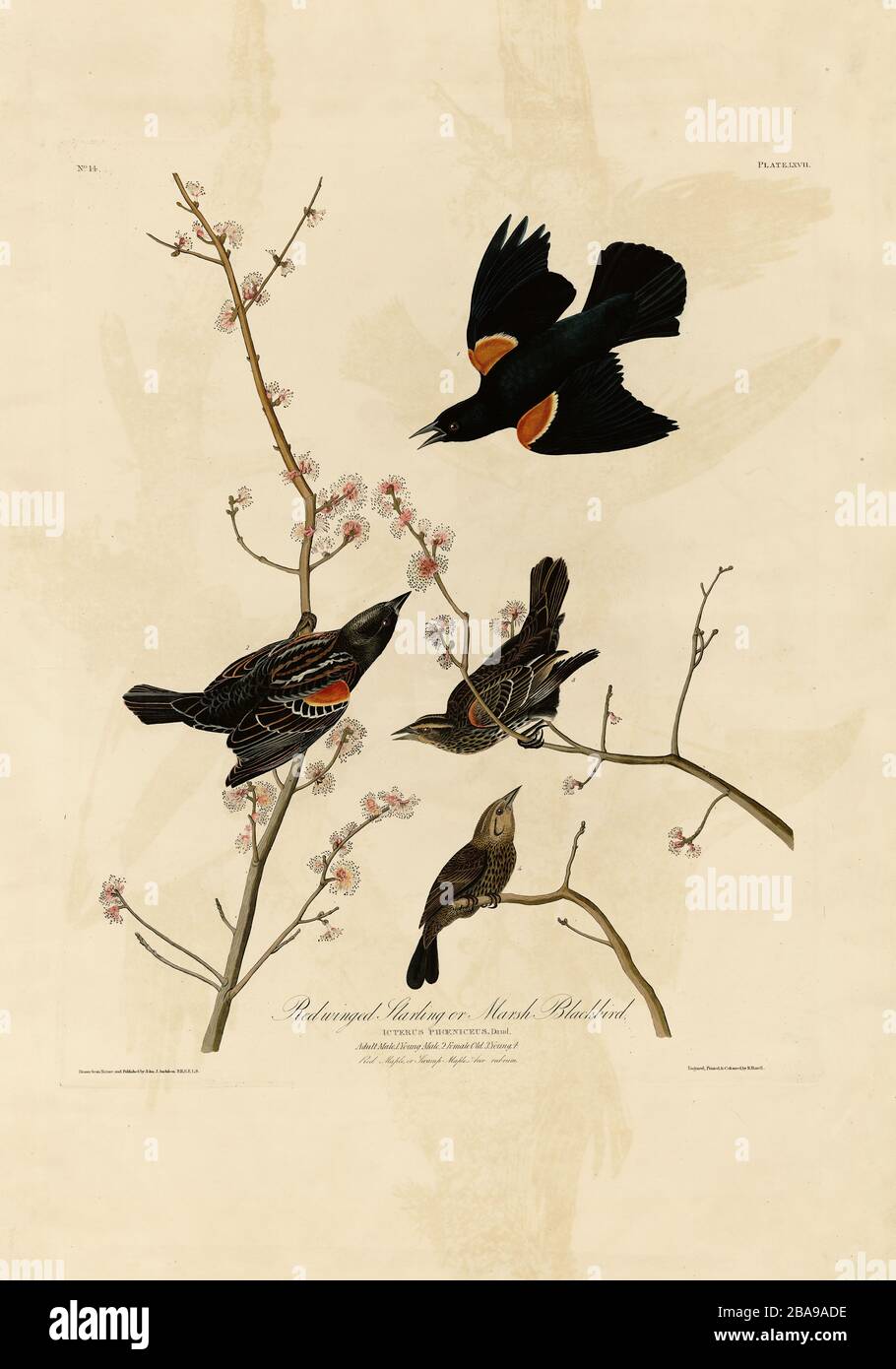 Platte 67 Roter geflügelter Starling oder Marsh Blackbird von The Birds of America Folio (187-184) von John James Audubon - hochauflösendes Qualitätsbild Stockfoto