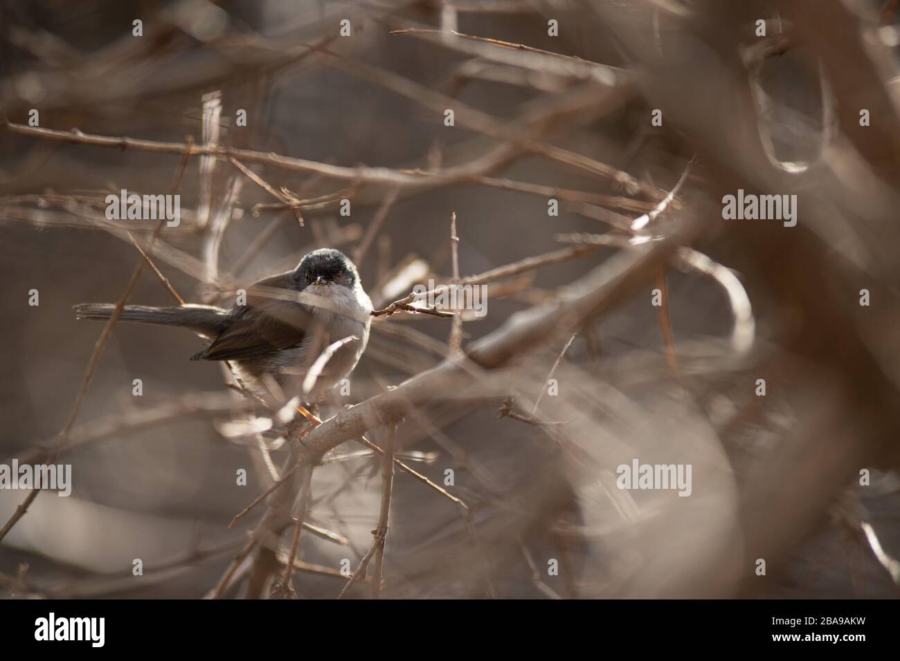 Porträt eines wilden weiblichen sardischen Warblers auf einem Ast Stockfoto