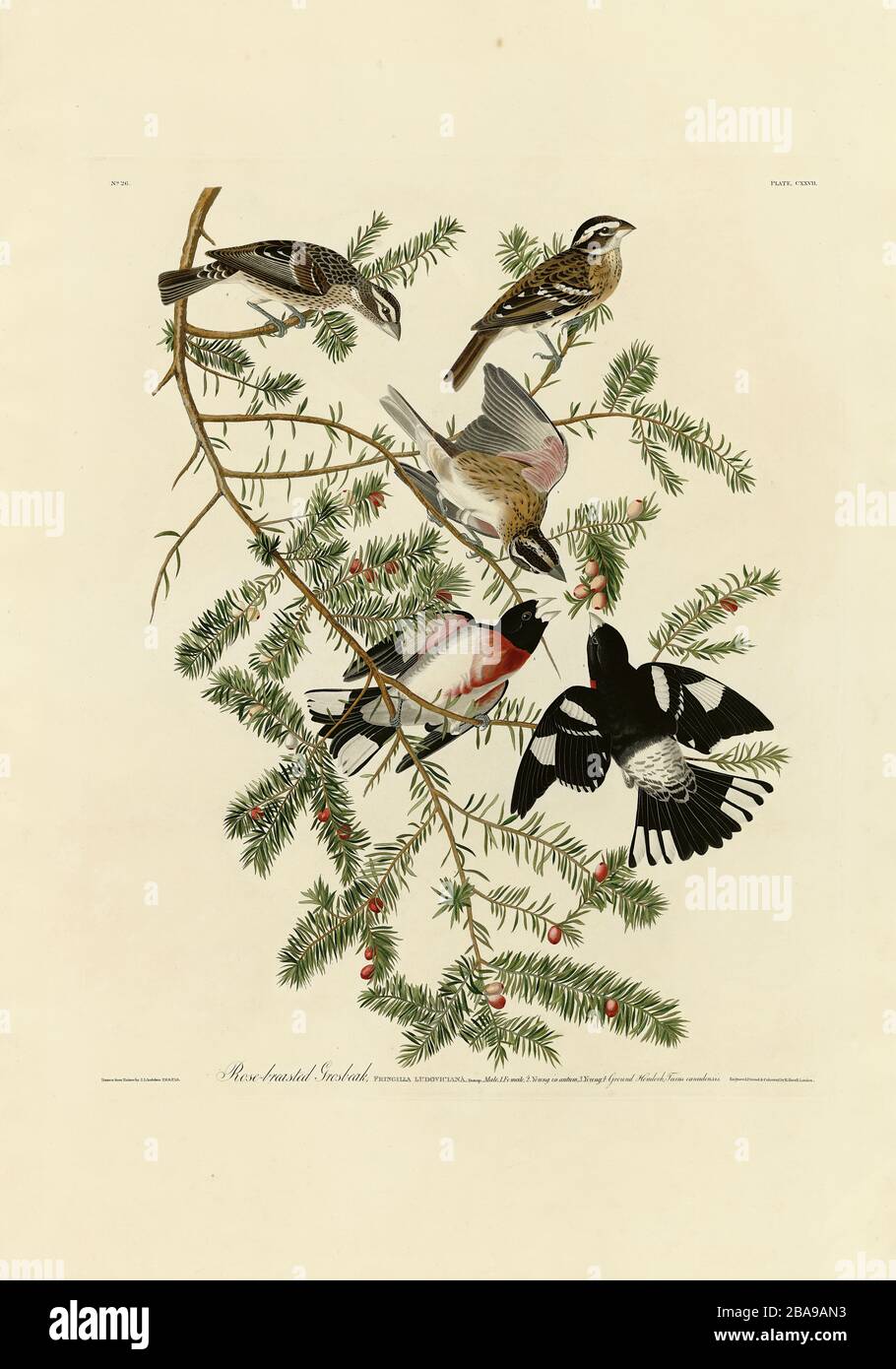 Platte 127 Rosenbrast Grosbeak von The Birds of America Folio (187-184) von John James Audubon - sehr hohe Auflösung und Qualität bearbeitetes Bild Stockfoto