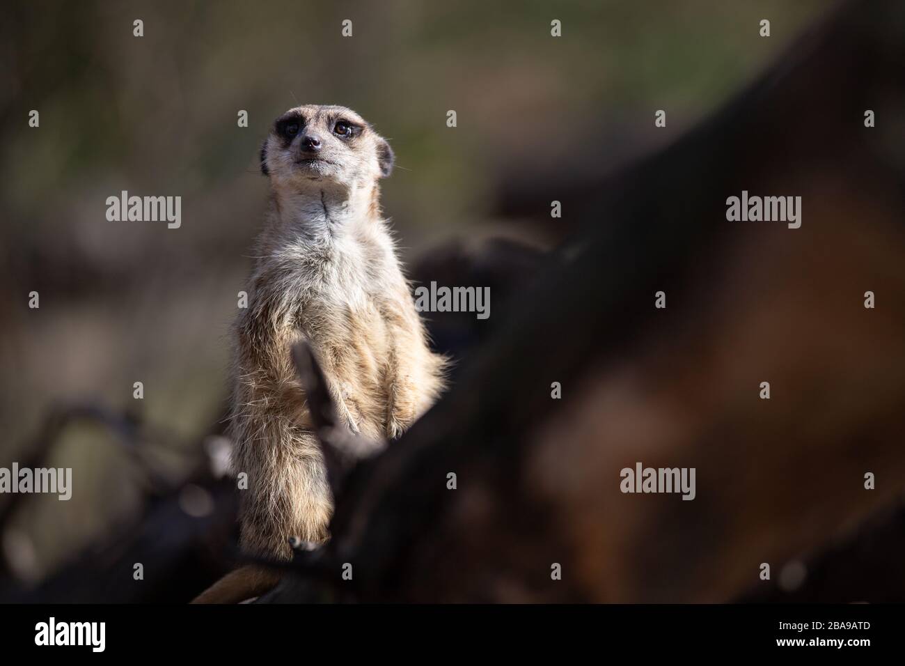 Hochformat eines Alarmmeerkats in einem Protokoll in freier Wildbahn Stockfoto