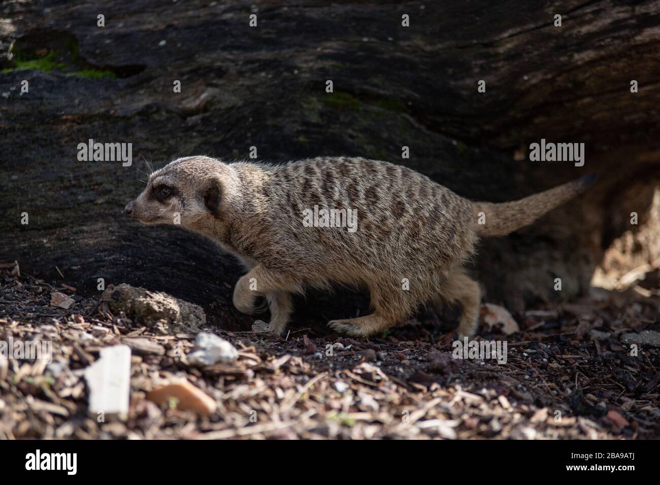 Porträt eines Erwachsenen, der auf dem Boden in die Wildnis geht Stockfoto