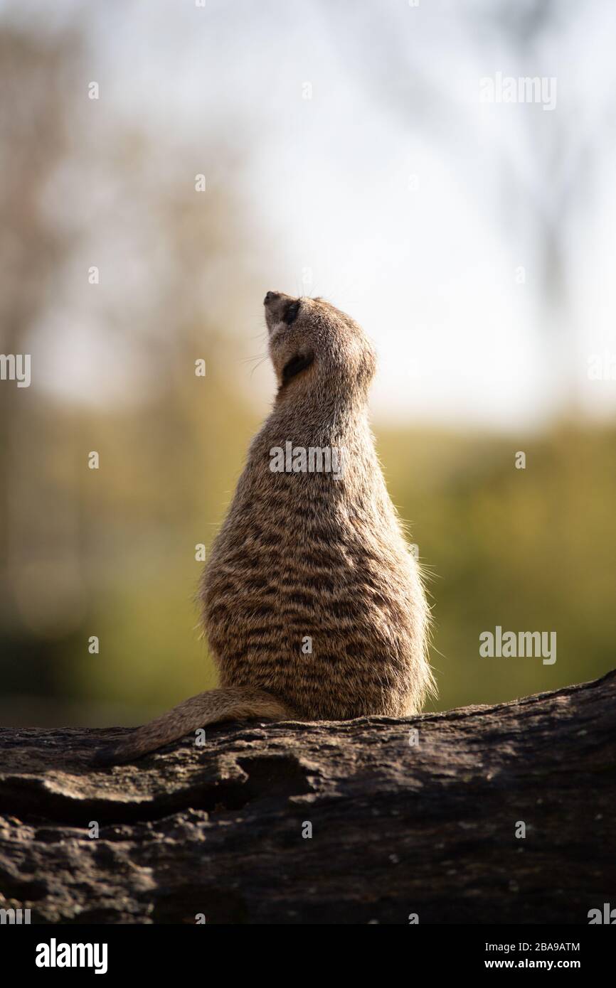 Hochformat eines Alarmmeerkats in einem Protokoll in freier Wildbahn Stockfoto