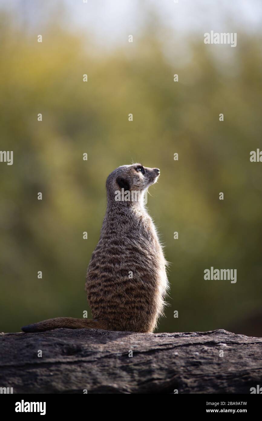 Hochformat eines Alarmmeerkats in einem Protokoll in freier Wildbahn Stockfoto