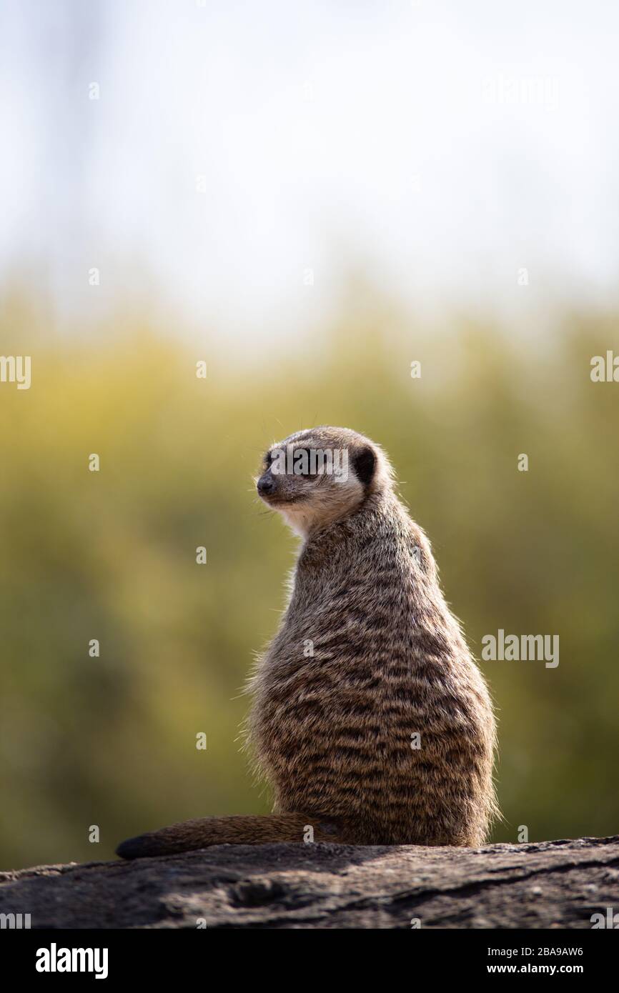 Hochformat eines Alarmmeerkats in einem Protokoll in freier Wildbahn Stockfoto