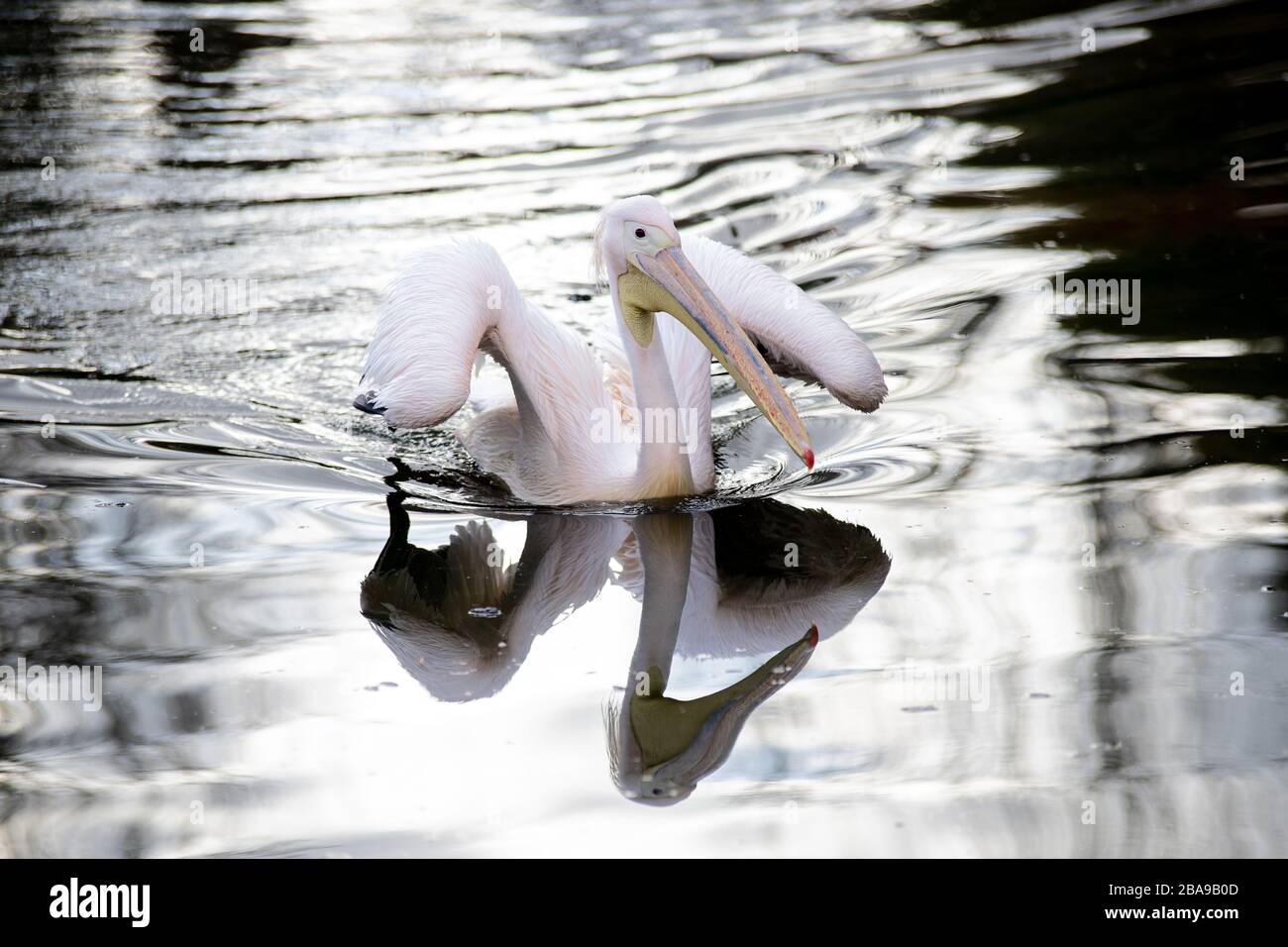 Großer afrikanischer Pelikan schwimmt in einem Teich in die Wildnis Stockfoto