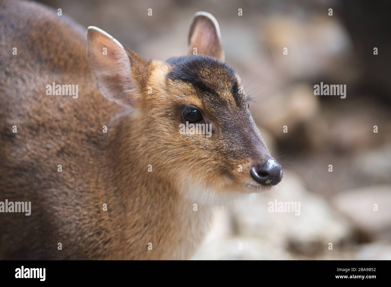 Gesichtsporträt eines erwachsenen Weibchens von muntjacischen Hirschen im Wald Stockfoto