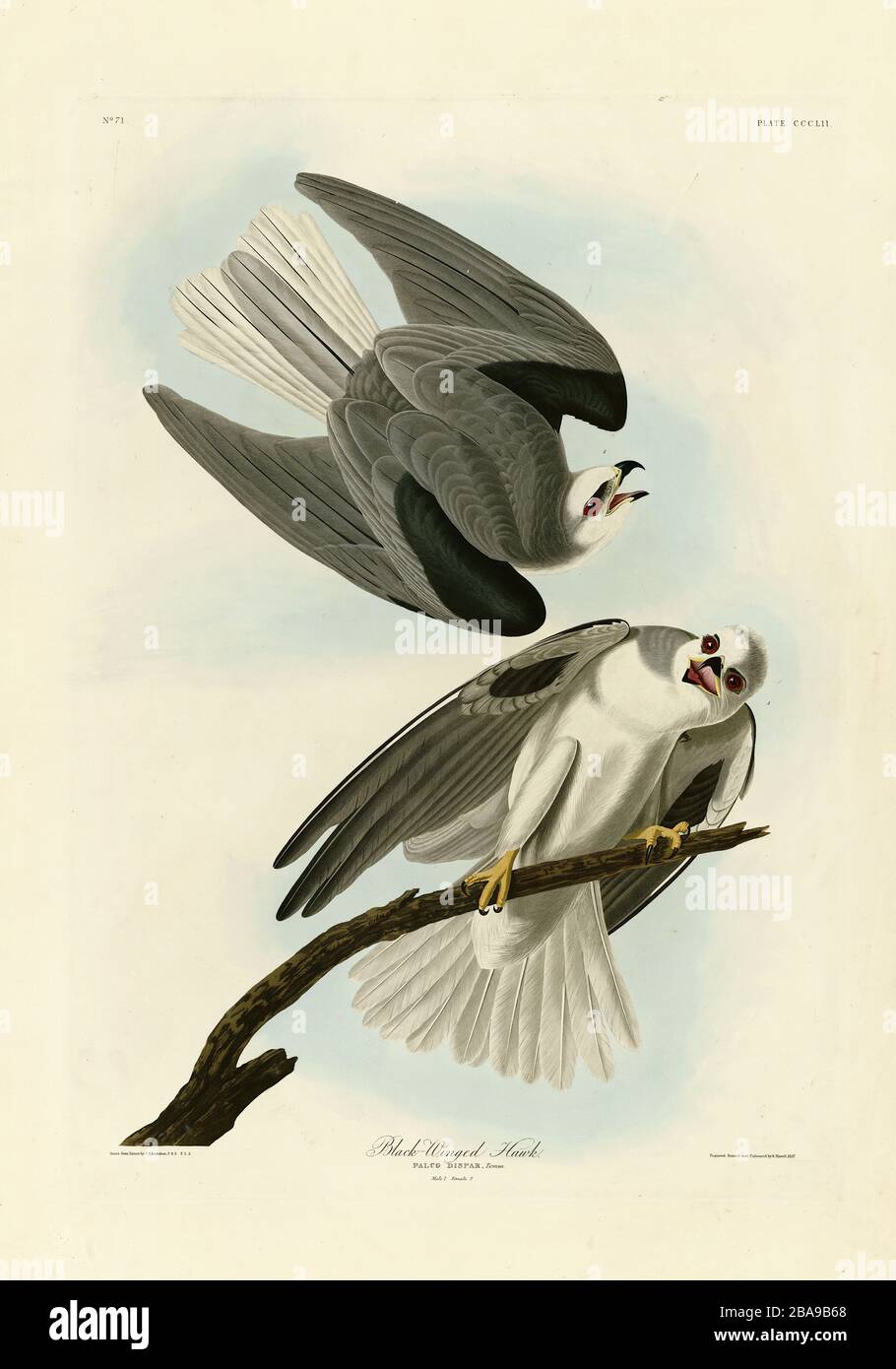 Plate 352 Black-Winged Hawk (White-tailed Kite) The Birds of America Folio (1822-18316) John James Audubon, sehr hochauflösendes, qualitativ hochwertiges Bild Stockfoto