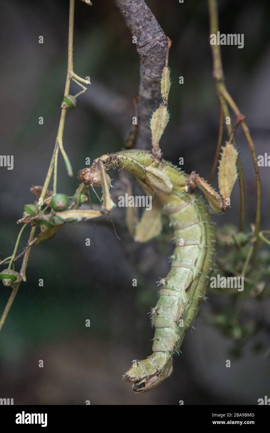 Grün Prickly Stick Insekt getarnt in einem Zweig in einem Terrarium Stockfoto