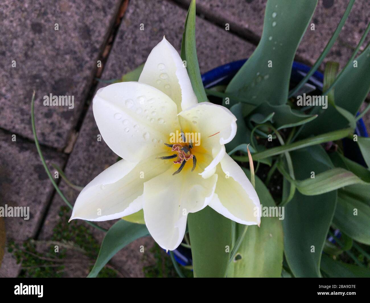 Weiße Tulpe voll offene Sternform. Von oben betrachtet. Stockfoto