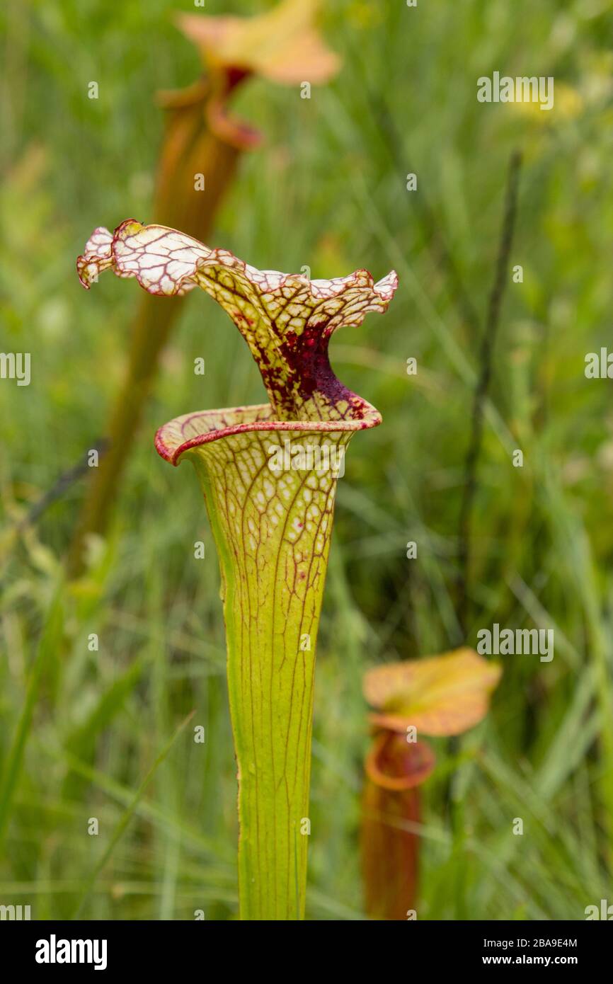 Sarracenia flava x leucophylla in Santa Rosa County, Florida, USA Stockfoto