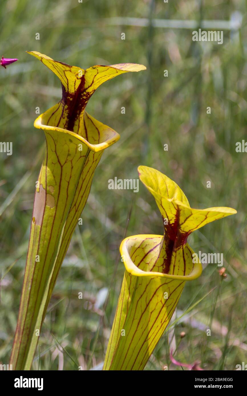 Sarracenia flava im Liberty County, Florida, USA Stockfoto