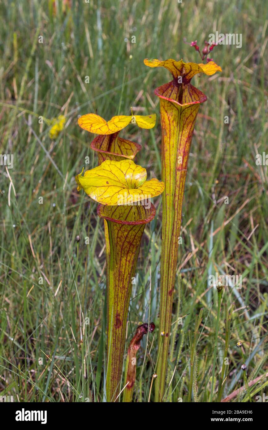 Sarracenia flava im Liberty County, Florida, USA Stockfoto