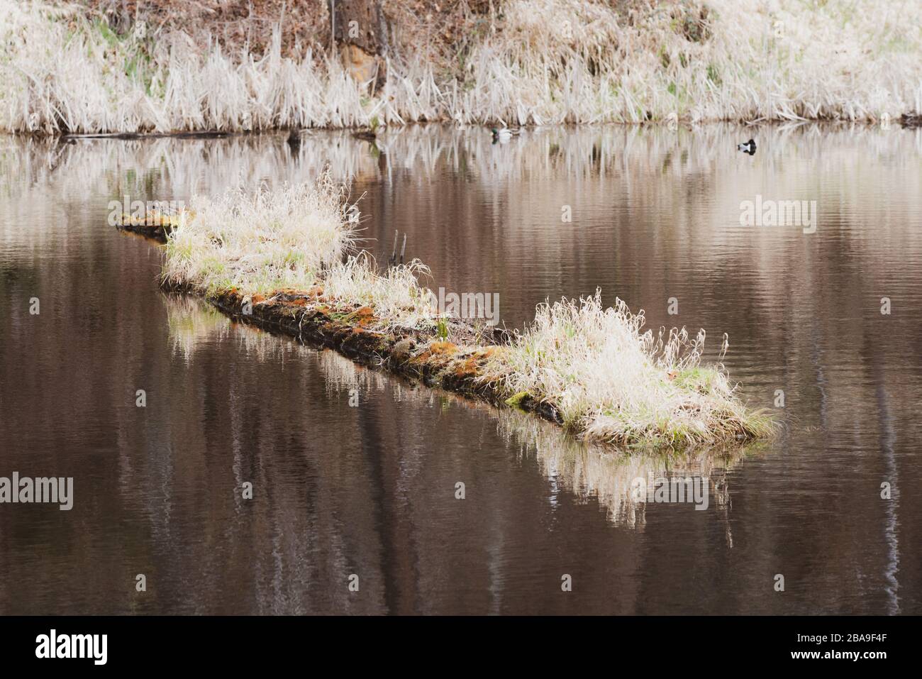Ein großes Holzbauch, das in winterfarbenen Gräsern in einem goldbraunen Fluss bedeckt ist. Stockfoto