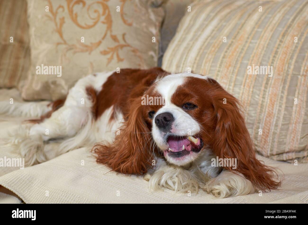 Charmanter Cavalier King Charles Spaniel mit einem Snack Stockfoto