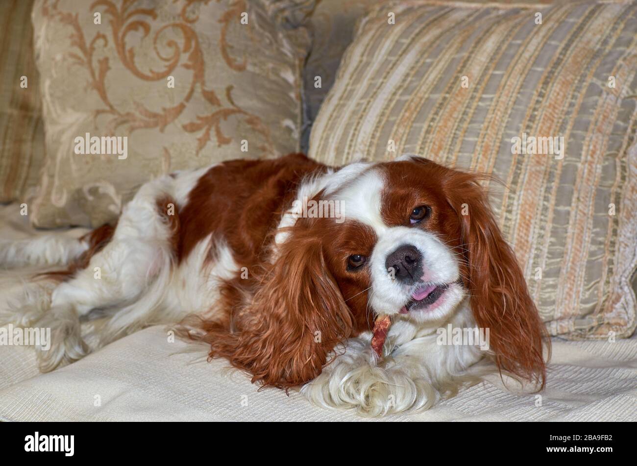 Wunderbarer Cavalier King Charles Spaniel, der einen Snack kaut Stockfoto