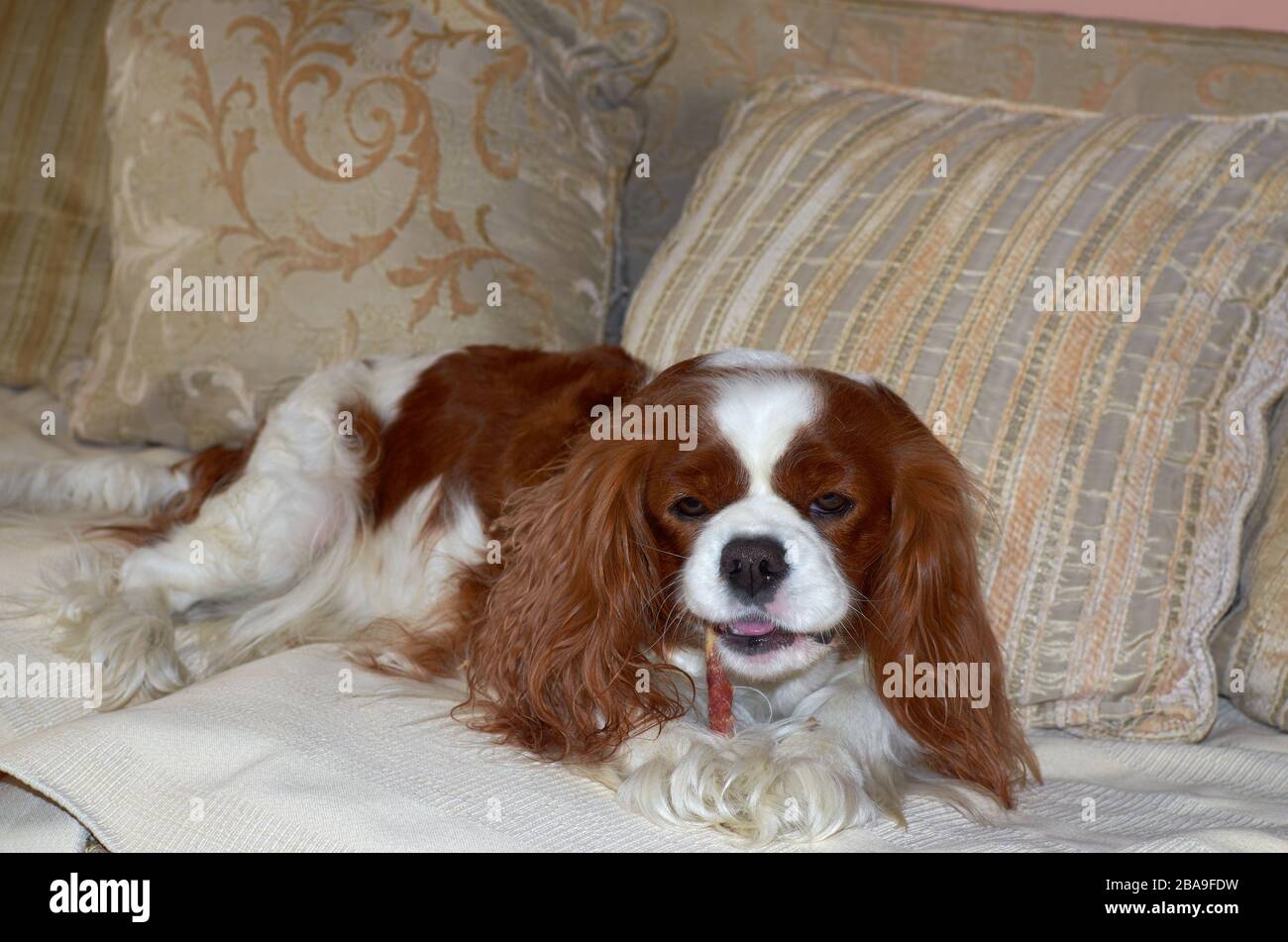 Charmanter Cavalier King Charles Spaniel mit einem Snack Stockfoto