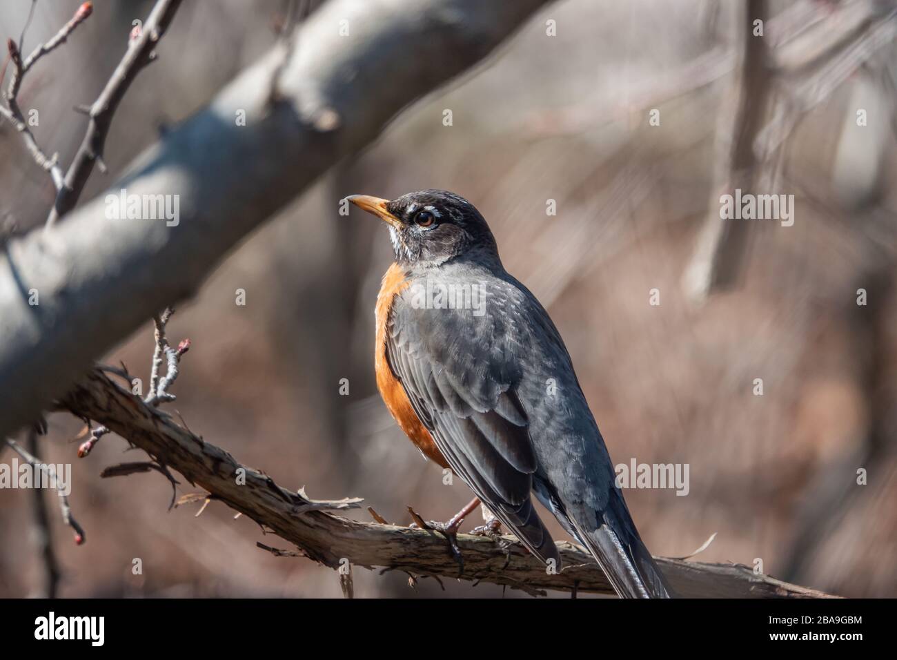 American Robin in Springtime in der Niederlassung Stockfoto