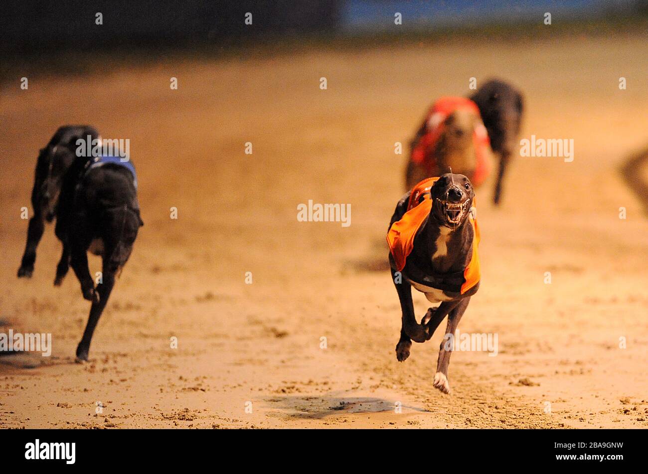 Renneinsatz vom Wimbledon Greyhound Stadium Stockfoto