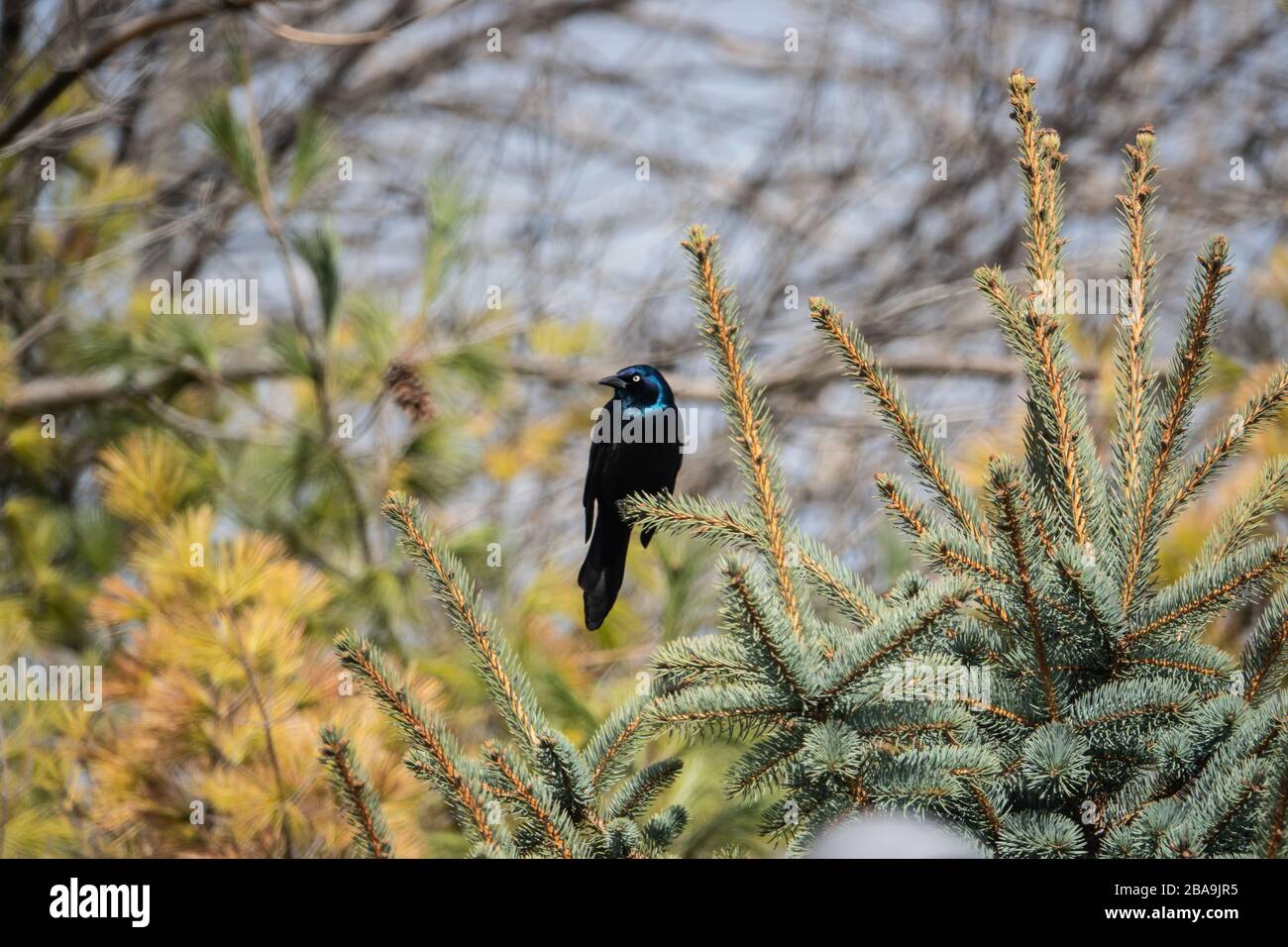 Gemeinsames Grackle auf Spruce Branch Stockfoto