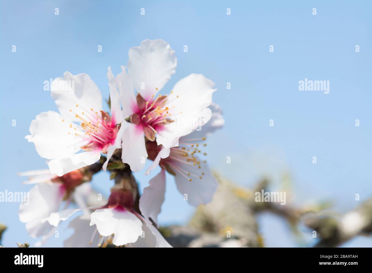 Mandelblüte Stockfoto