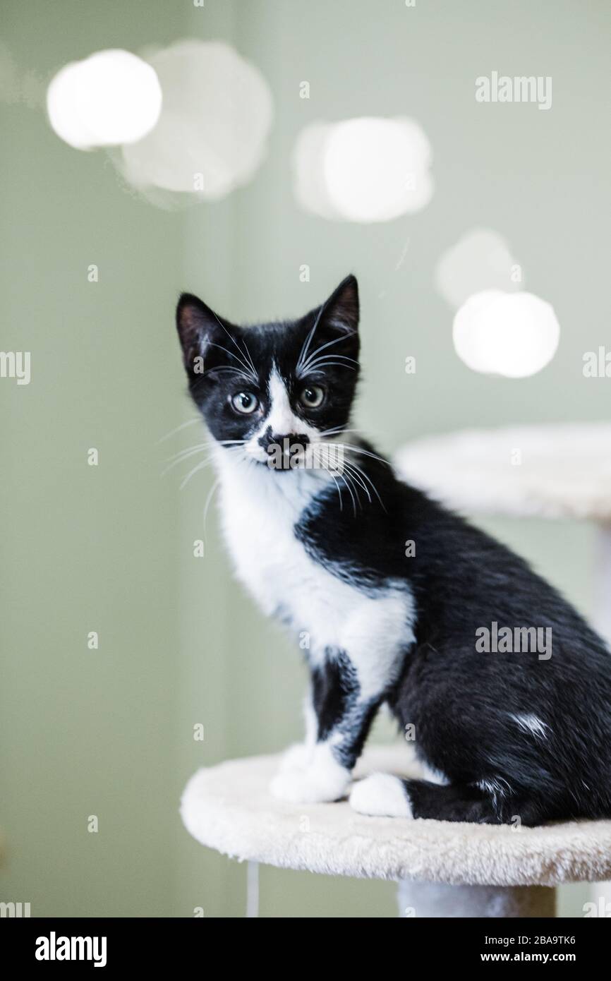 Schwarz-Weiß Kätzchen schaut zur Kamera Stockfoto
