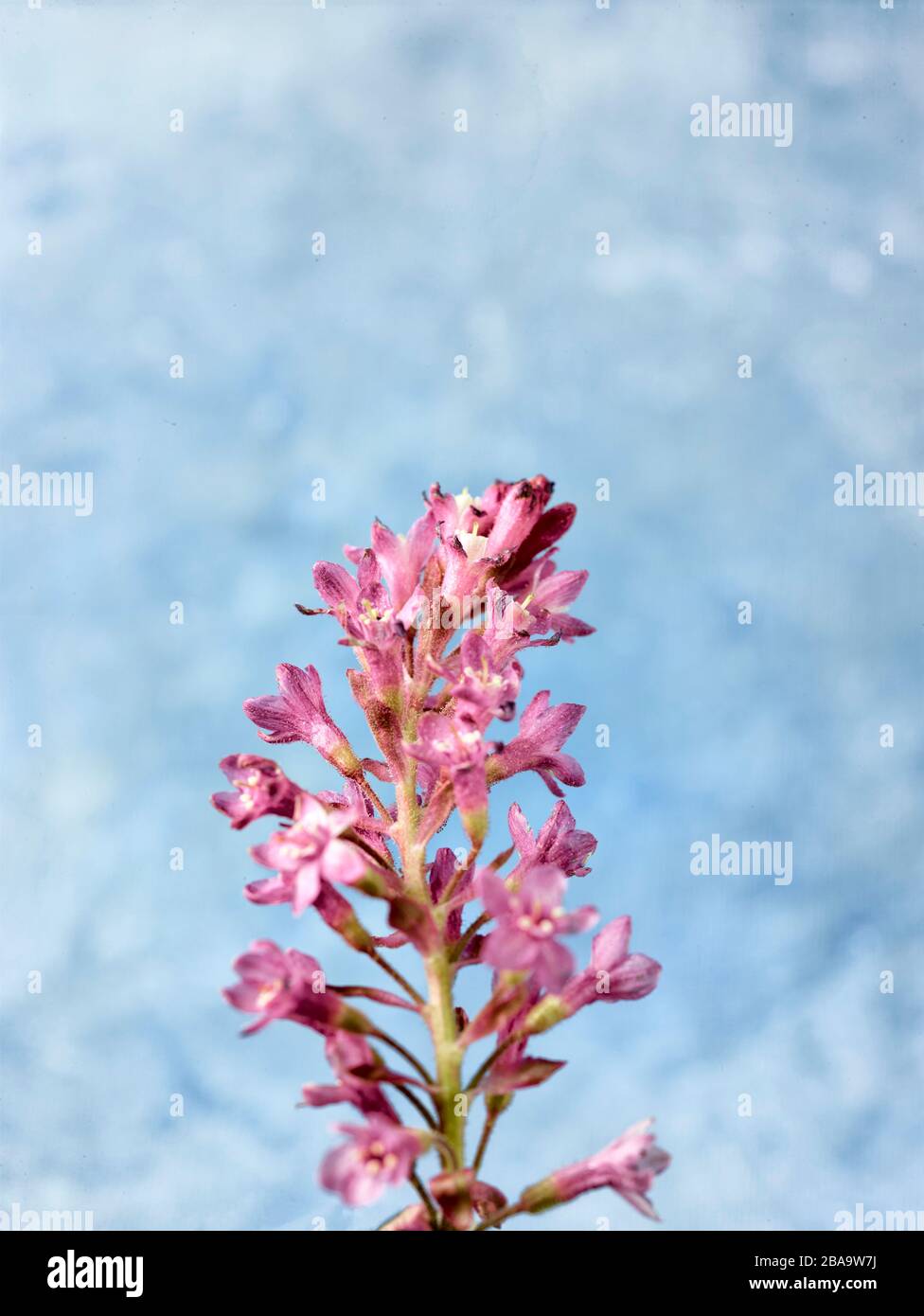 Ribes sanguineum, blühende Johannisbeere, Naturblumenporträt Stockfoto