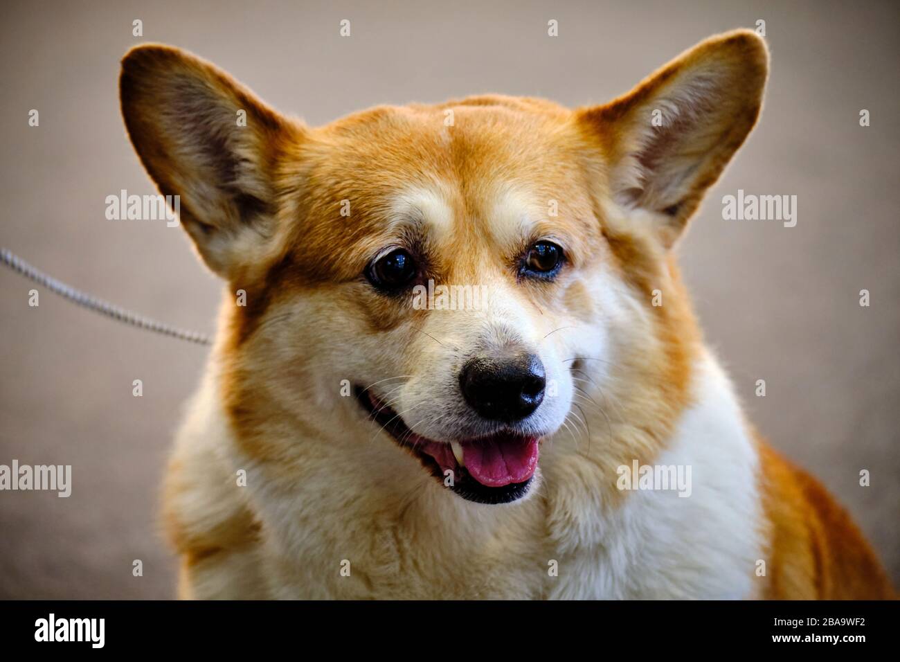 Der Kopf eines schönen Exemplars eines Pembroke walisischen Corgi-Hundes. Es ist eine Rinderhirtenhundrase. Stockfoto