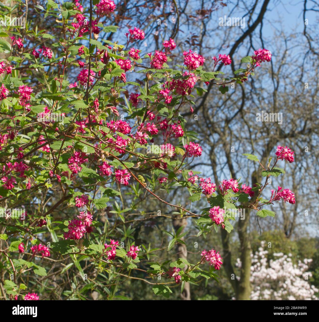 Reveley Lodge Gardens, Herfordshire, Großbritannien. Wunderschönes viktorianisches Haus, Gärten und Teestuben. Herrliche Tier- und Pflanzenwelt. Bienenkörbe, Teich und Küchengarten Stockfoto