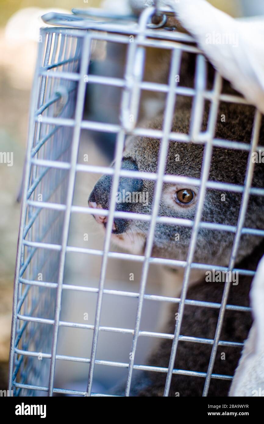 Ein Koala-Bär im Käfig wartet auf einen Check-up in einem Tierheim, NSW, Australien Stockfoto