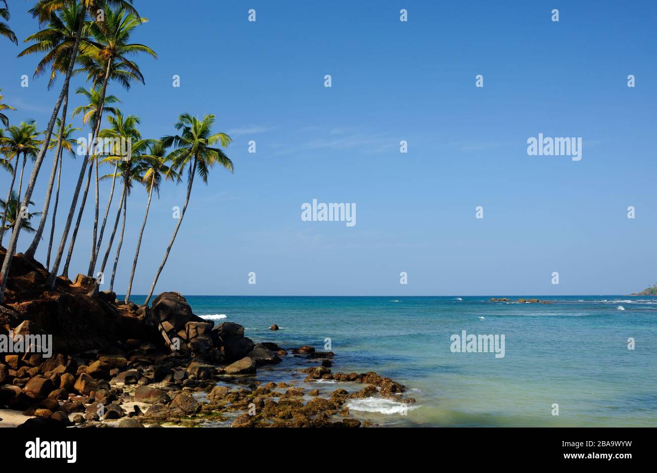 Sri Lanka, Mirissa, Kokosbaumhügel Stockfoto