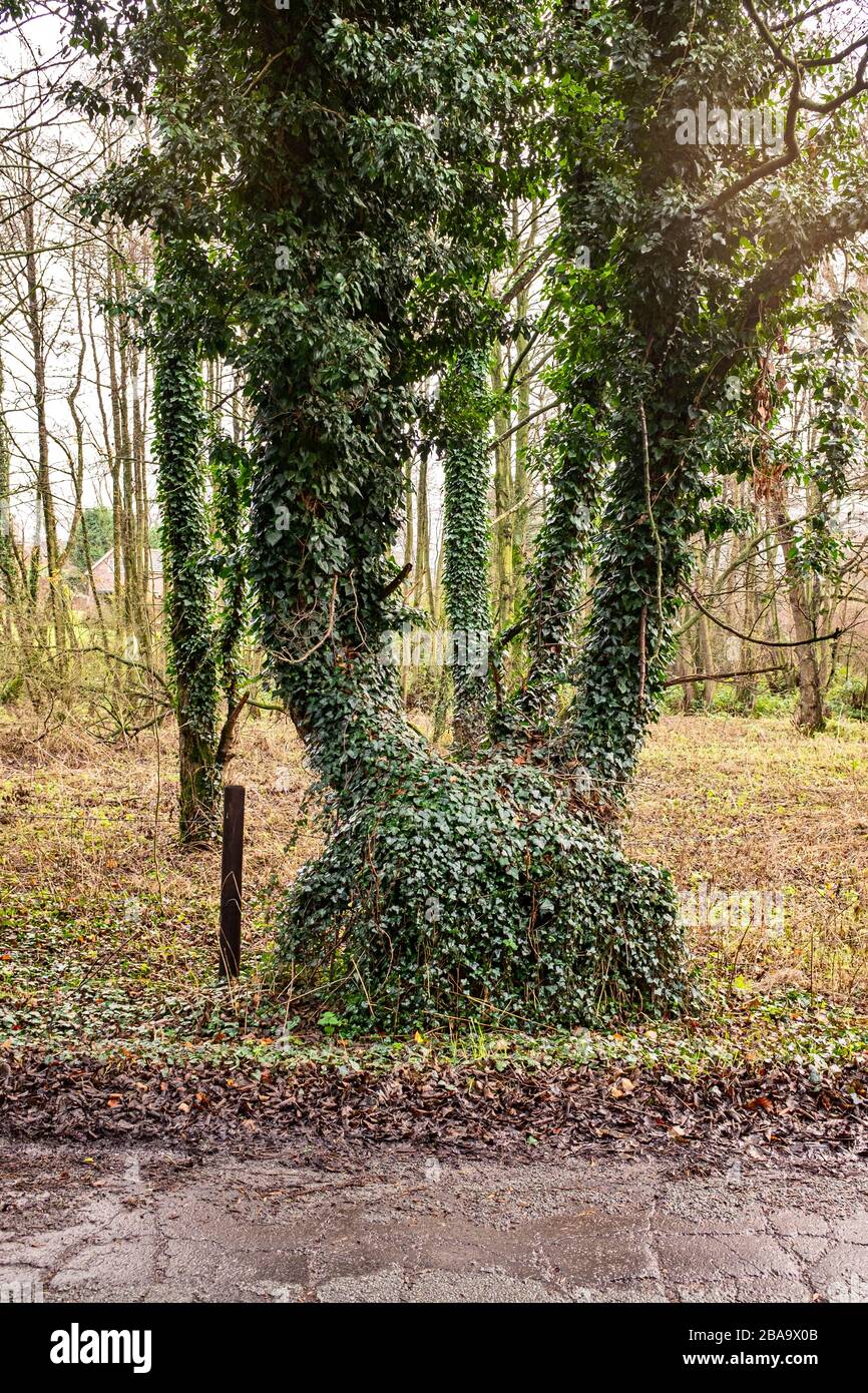 Stark überwucherte Bäume mit Efeue Stockfoto