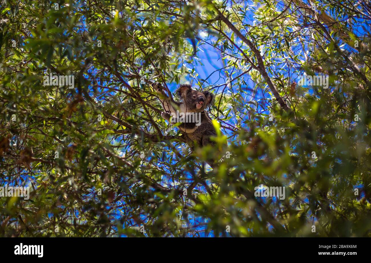 Das kultige Bild eines Koala-Bären in einem Gummibaum wird fast von Leaves, NSW, Australien, versteckt Stockfoto