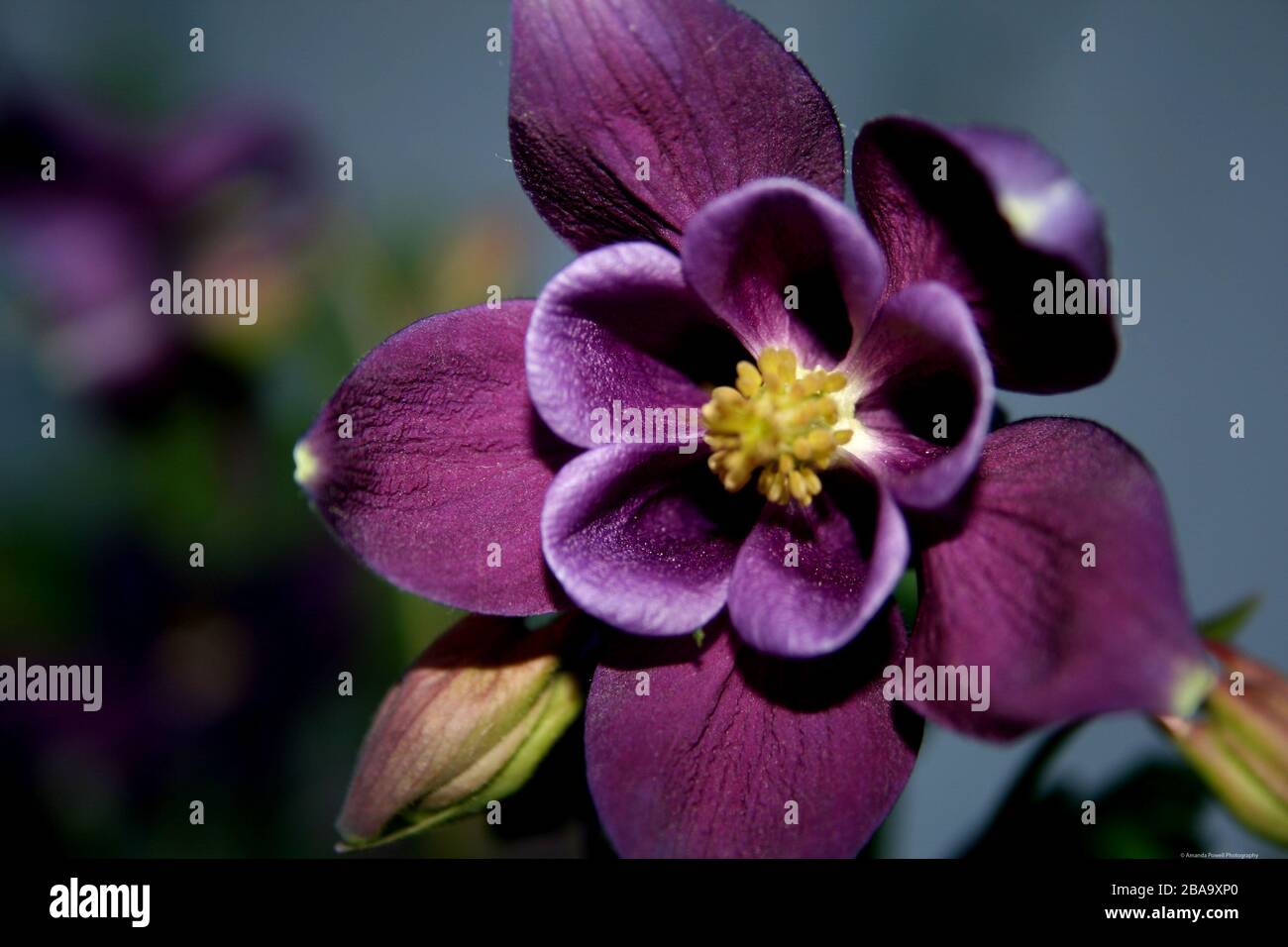 Eine schöne lila Blume Stockfoto