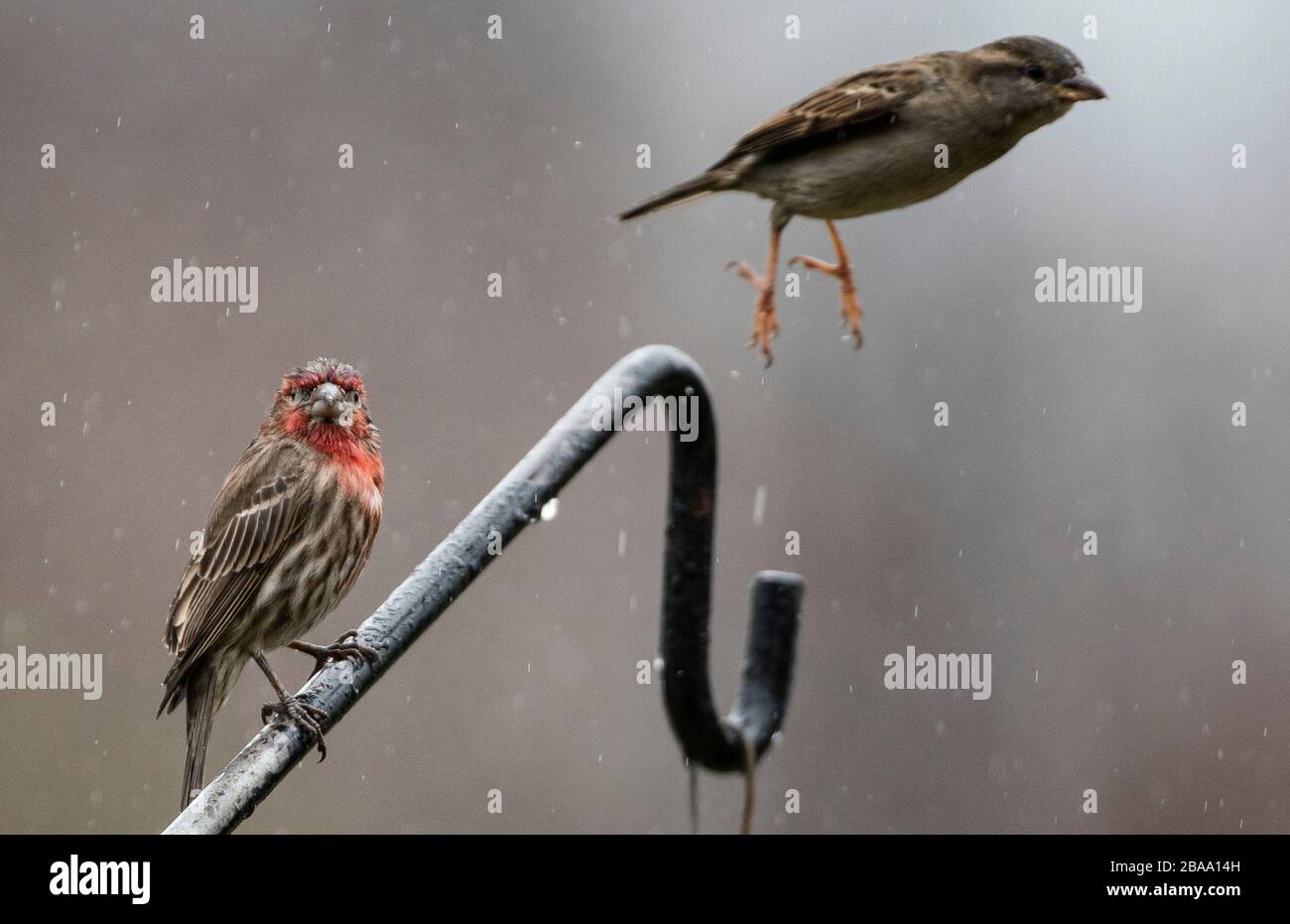 Ausziehen Stockfoto