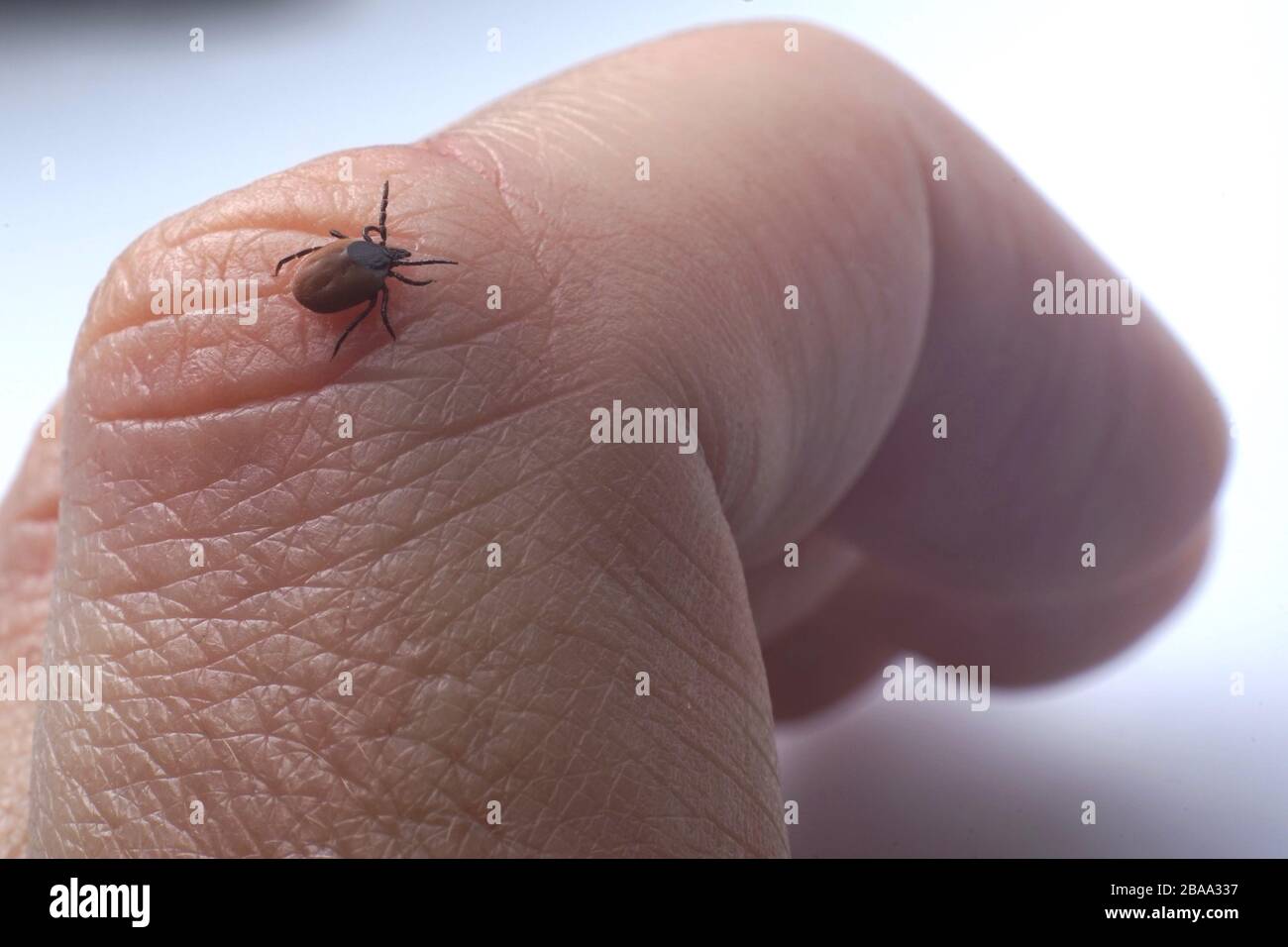 Krabbeln Auf Der Haut Im Bett www.alamy.de