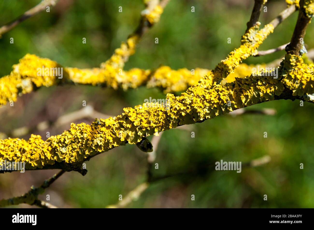 Gelbe Flechten, Xanthoria parietina, wachsen auf einem Apfelsaum. Stockfoto
