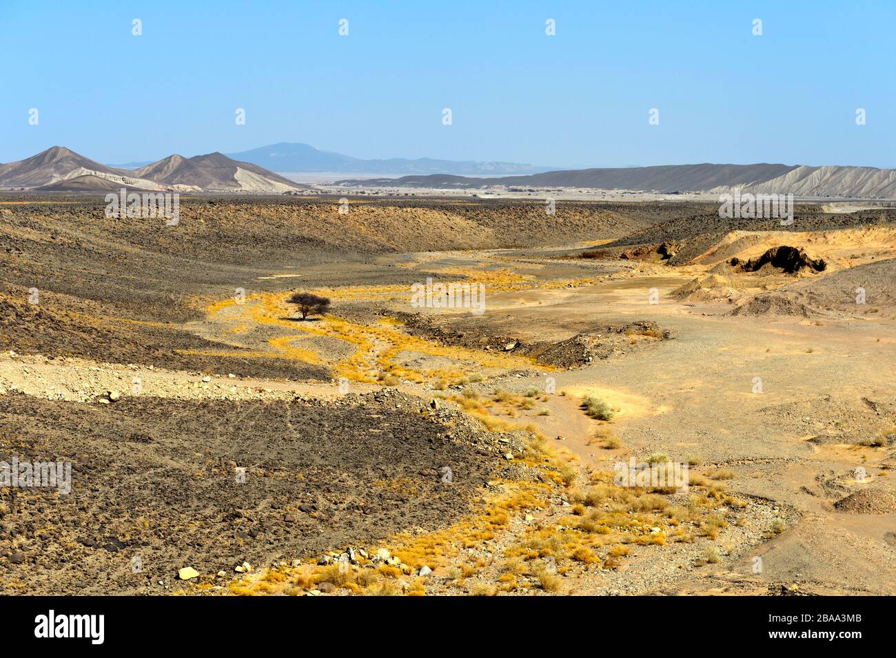 Aride Landschaft mit Baum unter dem Meeresspiegel in der Danakil-Depression, Afar-Region, Äthiopien Stockfoto