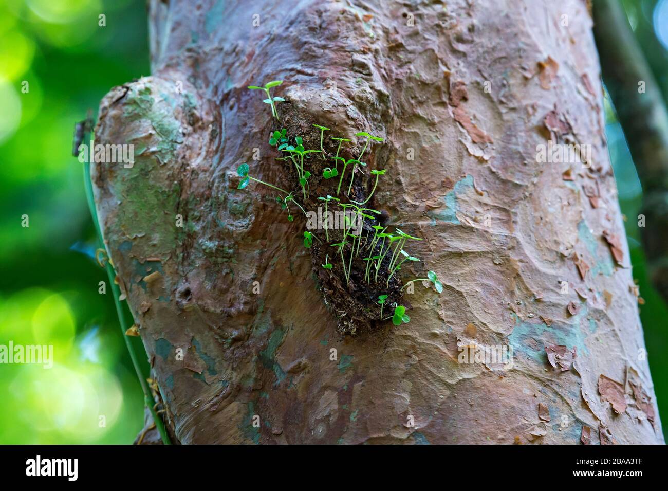 Ameisengarten auf einem Baumstamm, Ameisennest von Ameisenarten gebaut, die Samen epiphytischer Pflanzen sammeln, Sabah, Borneo, Malaysia Stockfoto