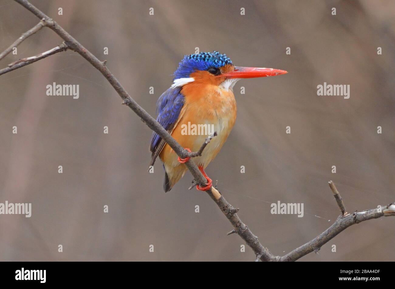 Malachit Kingfisher, in der Nähe, auf Zweigstelle mit braunem Hintergrund, in Namibia Stockfoto