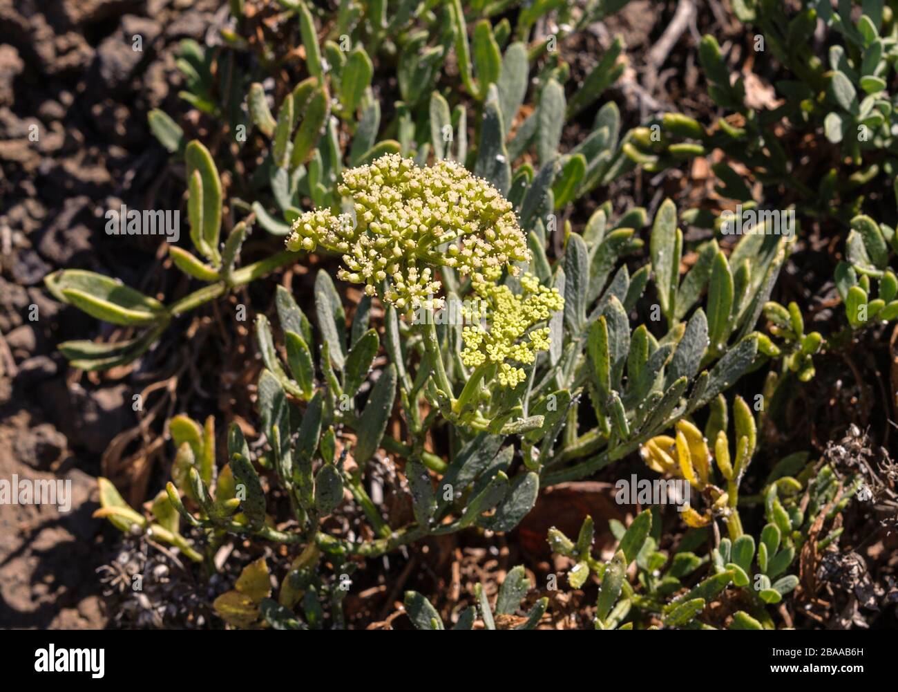 Crithmum maritimum, eine Anlage von Küstenfelsen Stockfoto