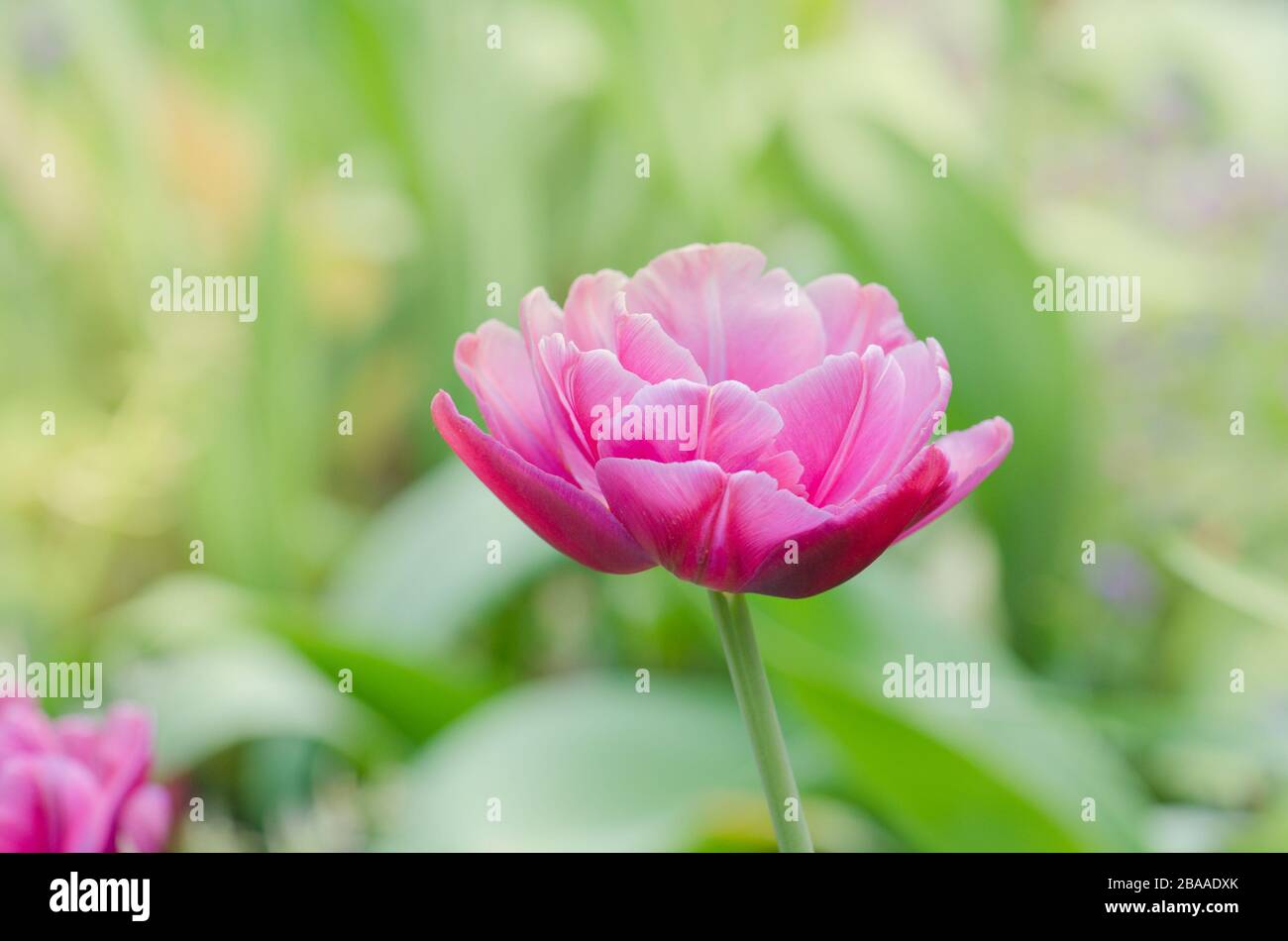 Zweifach rosafarbene Ponytulpe Double Shirley im Garten. Schöne doppelrosafarbene Tulpe. Pinkfarbene, pfirnblütige Doppeltulpe. Stockfoto