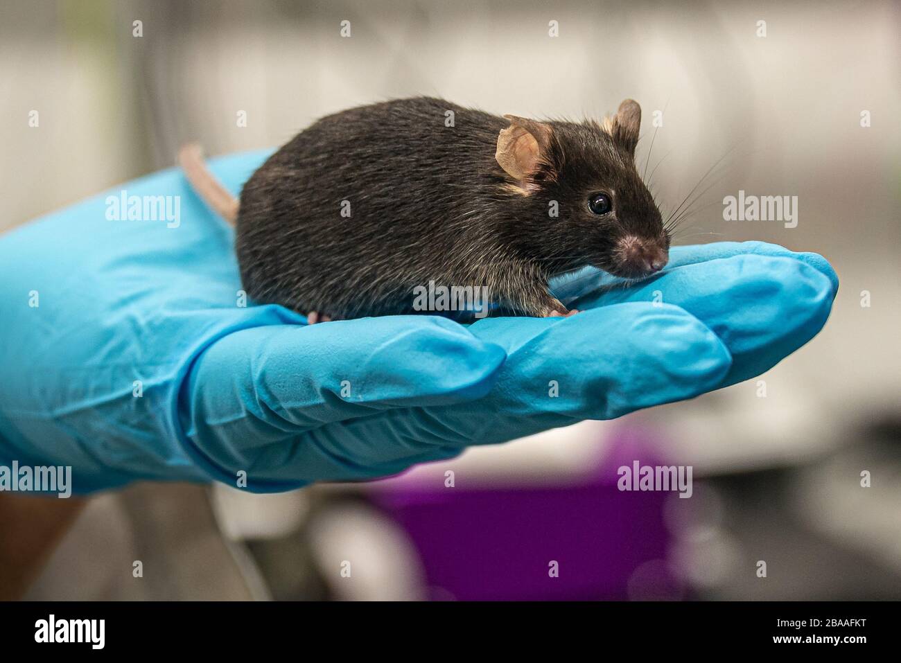 Die schwarze Labormaus sitzt auf der Hand einer Person in einem cool blauen Handschuh mit Laborhintergrund Stockfoto